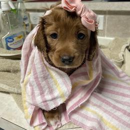 Cavapoo Puppies from Brookstone Cavapoos