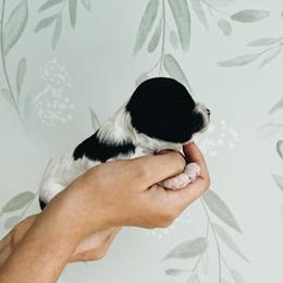 Betsy Ross - Black and white female Cavapoo puppy in Pleasant Grove, Utah from Canterbury Canines