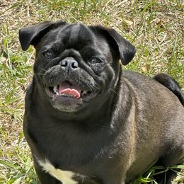 Sammie - Pug