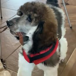 Poodle Puppies from Antigua Standard Poodles