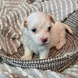 Ruby - White male Maltese puppy in Brooksville, Florida from Vega's Maltese