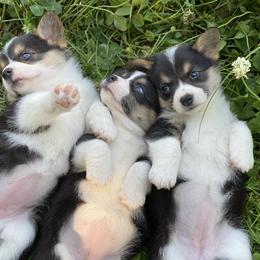 Border Collie and Pembroke Welsh Corgi Puppies from Whisenhunt Farms