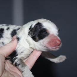 Emma - Blue merle female Bernedoodle puppy in Apple Creek, Ohio from Kathryn Troyer