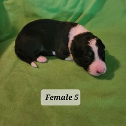 Border Collie Puppies from Blue Cypress Stock dogs