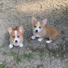 Pembroke Welsh Corgi Puppies from Anita’s little Corgi Haven