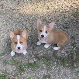 Pembroke Welsh Corgi Puppies from Anita’s little Corgi Haven