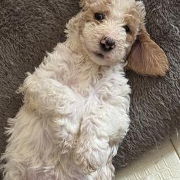 Bernedoodle and Double Doodle Puppies from ETX Dandy Doodle