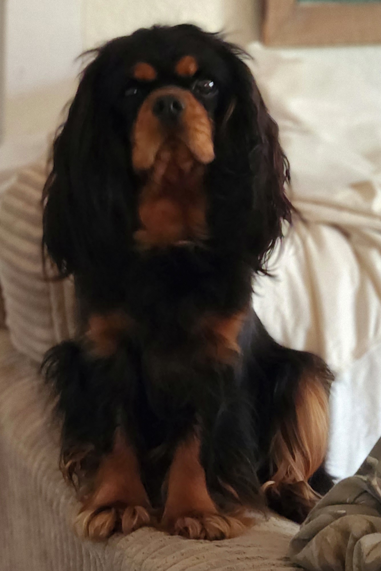 Tanita - Cavalier King Charles Spaniel