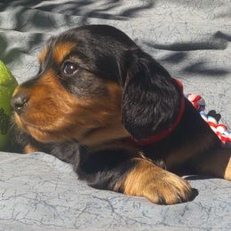 DBz Snow Aster - Black and tan female Dachshund puppy in Summerfield, Florida from D & B Ranchette