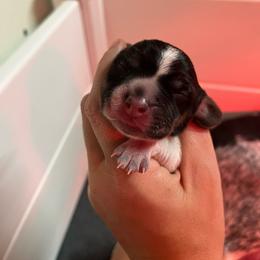 Lady - Black tan and bluetick female Beagle puppy in Jasper, Texas from Beech Grove Beagles