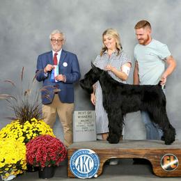 Judge - Giant Schnauzer