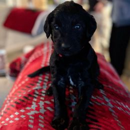 Crimson - Red Collar - Black female Assorted Doodle Crosses puppy in Norfolk, Virginia from Móraí’s Doodles
