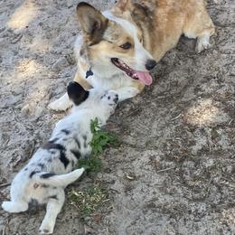 American Corgi and Pembroke Welsh Corgi Puppies from Swell Corgis