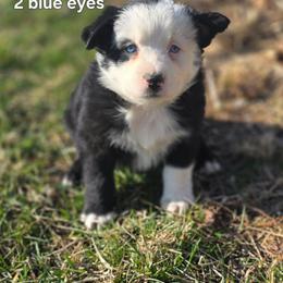 Eugenia - Black tri female Miniature Australian Shepherd puppy in East Berlin, Pennsylvania from Stoney Point Frenchies & Mountain Top Shepherds