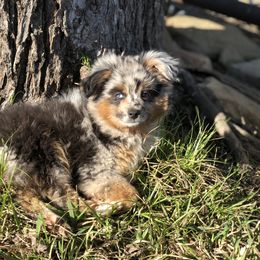 Toy Australian Shepherd Puppies from Rafter O Mini and Toy Aussies