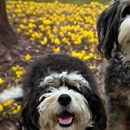 Bernedoodles from Dashing Doodles