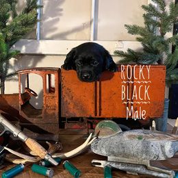 Labrador Retriever Puppies from EMCO Retrievers