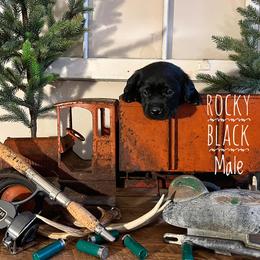 Labrador Retriever Puppies from EMCO Retrievers