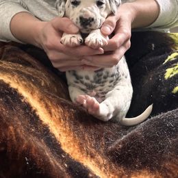 Blue Collar Male - Dalmatian puppy in Pikeville, Kentucky from Blue Moon Dalmatians