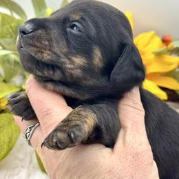 Denim - Black and tan female Dachshund puppy in Exeter, California from Sawtooth Miniature Dachshunds