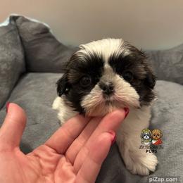 Beau - Tricolor male Shih Tzu puppy in Walkertown, North Carolina from Lil’ Bit’s Shih Tzu