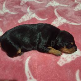 Mileena - Black and tan female Miniature Pinscher puppy in Grove, Oklahoma from K&J's Min Pins Of Grand Lake