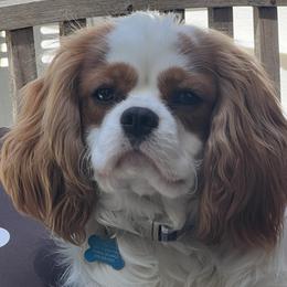 Bo - Cavalier King Charles Spaniel