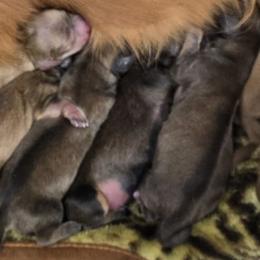 Garnet - Red male Dachshund puppy in Windom, Minnesota from Aster Creek Dachshunds & Australian Shepherds