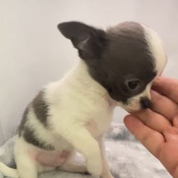 Love - Blue male Chihuahua puppy in Orlando, Florida from iLuvChihuahuas