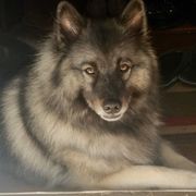 Keeshond All Grown Up from KeeshondLove