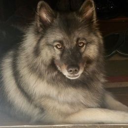 Keeshond All Grown Up from KeeshondLove