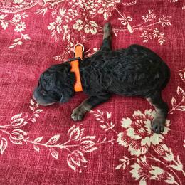 Orange Collar - Black female Poodle puppy in Henagar, Alabama from Windy Oak Kennels