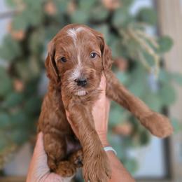 Seafoam Green Collar - Red  male Goldendoodle puppy in Somerville, Alabama from Southern Enchanted Doodles