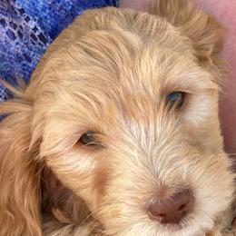 Goldendoodles from Mountain Green Minis