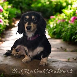 Patsy - Dachshund