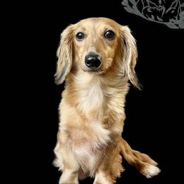 Loni - Dachshund
