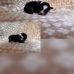 Australian Shepherd Puppies from Caseypups
