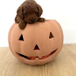 Cinnamon - Goldendoodle puppy from Skyridge Doodles