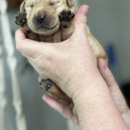 Girl 1 - Labrador Retriever puppy in New York from Moss Ridge Labradors