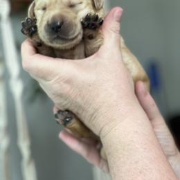 Girl 1 - Labrador Retriever puppy in New York from Moss Ridge Labradors
