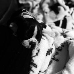 Boston Terrier Puppies from I Love Pups