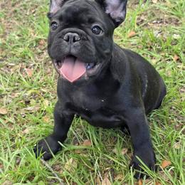 Boy 3 - Brindle male French Bulldog puppy in Astatula, Florida from Reds Frenchies