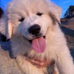 Great Pyrenees Puppies from McCarthy Ranchette LLC