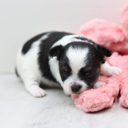 Dahlyla - Black and white female Chihuahua puppy in Tulsa, Oklahoma from H-3 Chihuahuas