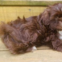 Shih Tzu Puppies from Debora's Shih Tzu
