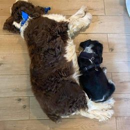 English Springer Spaniel Puppies from 31 Pines Springers & Retrievers