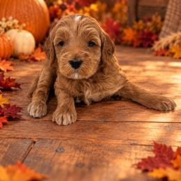 Turkey - Red  male Goldendoodle puppy in O'fallon, Missouri from Rockin R Doodles