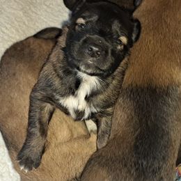 Boy 4 - Mahogany and black male Belgian Tervuren puppy in Vershire, Vermont from Chocorua Working Belgians