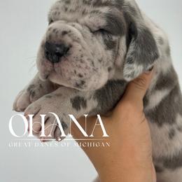 Nico - Merle male Great Dane puppy in Michigan from Ohana Great Danes of Michigan