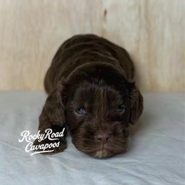 Butch - Chocolate male Cavapoo puppy in Nashville, Arkansas from Rocky Road Puppies